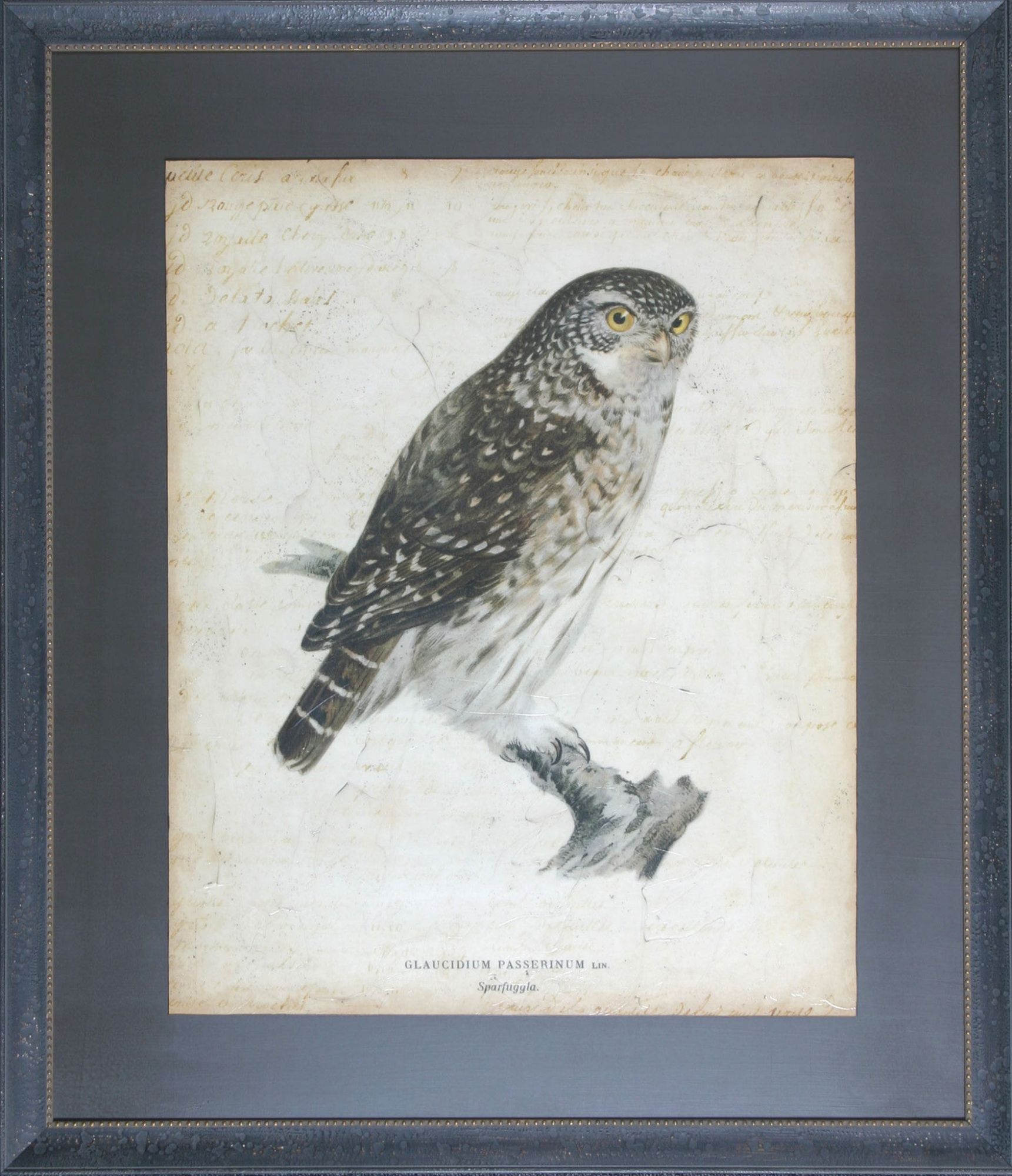 Shadow Catchers Sketch of Owl